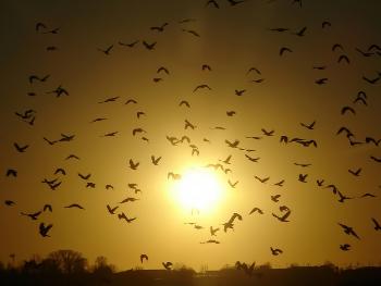 Murder of crows at sunset.