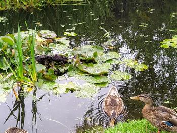 A pond with mallard ducks on it.