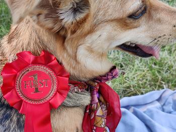 Ruby the WOnder Dog wins the mighty Weeton Show!