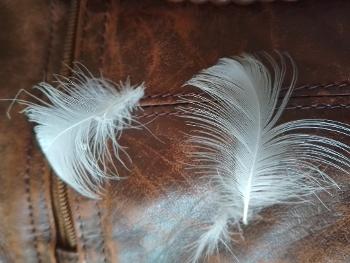 Feathers I found