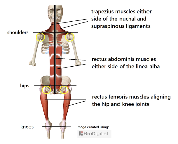 5 main muscles of movement for body alignment & balance.  A good posture & pain free body