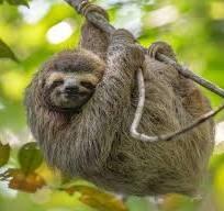 A sloth just hanging out.