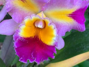 Purple and yellow orchid . 