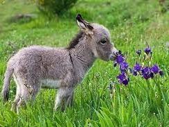 Baby donkey smelling a flower.