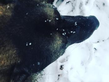 Cocoa with snowflakes 