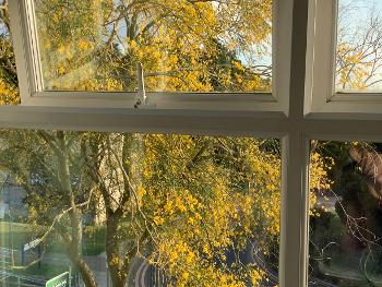 ....this Genista tree outside our surgical ward window HUGELY helped me to cope💞