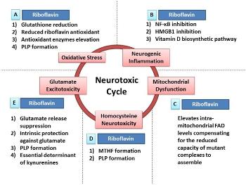Neurotoxic Cycle