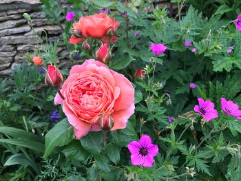 Summer Song rose with geranium