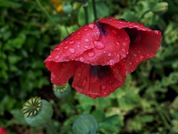 Red poppy flower after rain