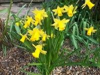 Daffodils which I planted last October.  