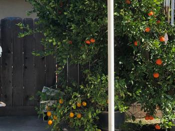 Trees today on my back patio .. lemons and sweet mandarin oranges. 
