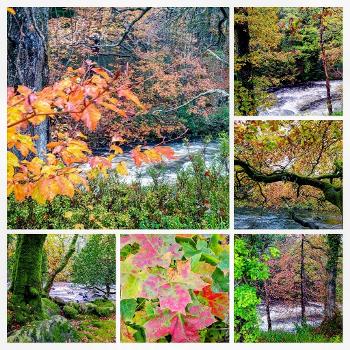 Collage of autumn leaves in woodlands mostly near fast flowing rivers 