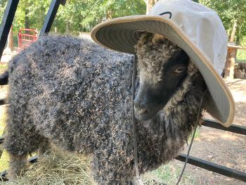 a grayish Colored Angora Goat wearing my hat