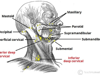 The superficial and deep lymph nodes of the head and neck.