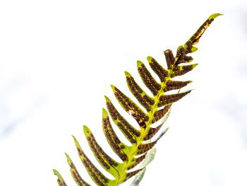 Fern with spores