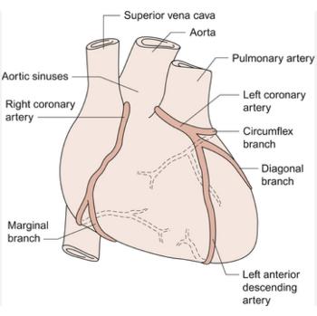 simplified blood supply to heart muscle