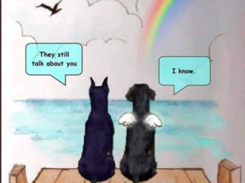 2 dogs, one with wings, sitting on a pier looking at a rainbow