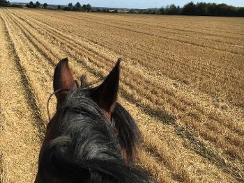 Pony and lovely stubble field. Combined age 86, ponio more sassy than me