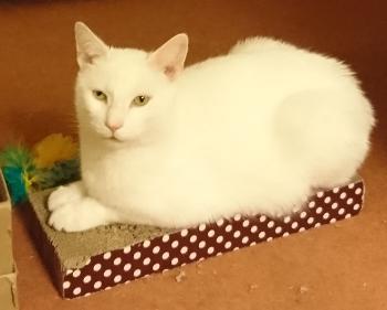 Our white cat Tarby sitting on his scratch pad in our lounge.