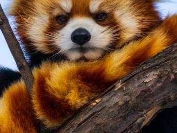 Red pandas pom pom.