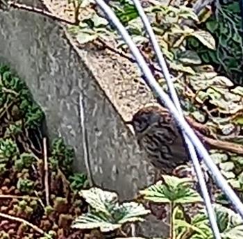 Baby wren...we chatted for a while  xx