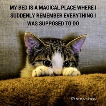 Cat insomnia