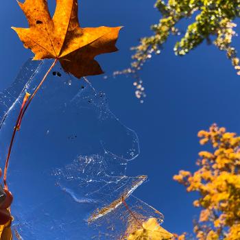 Fall leaves and ice, blue sky beyond