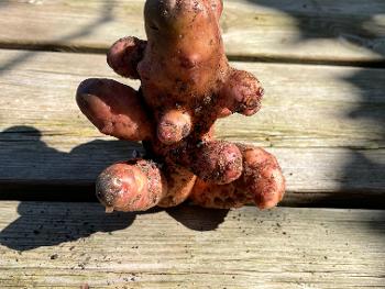 A homegrown potato