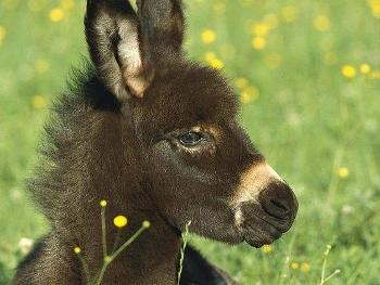 Mini donkey