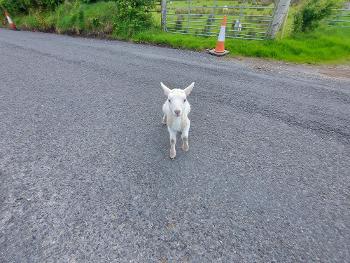 Lamb saying hi on road,