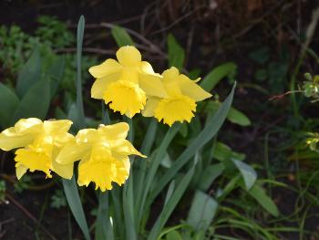 Yellow Daffodils.