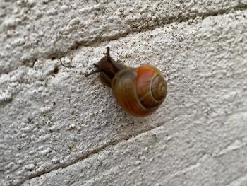 Snail climbing wall