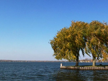 trees next to a lake