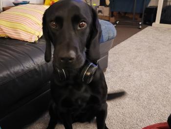 Dog with headphones on.