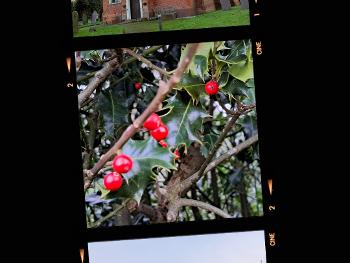 Church, Berries & Trees