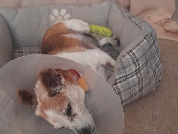 George dog recovering slowly 🐶🐕