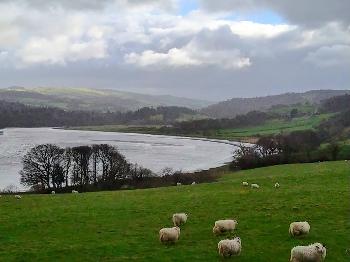 A river with mountains in the background and sheep in a green meadow 