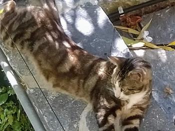 Long thin tabby cat in the sun