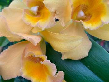 Yellow orchids 