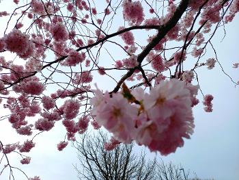 Blossom everywhere...lifts the spirits and lightens the feet x