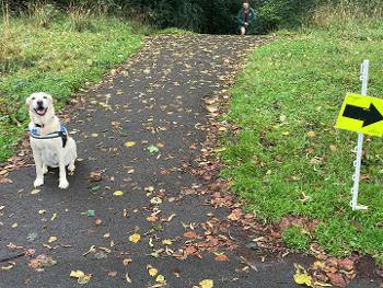 Labrador by a marshal post at PR